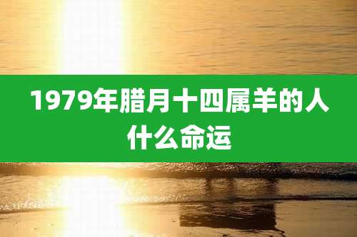 1979年腊月十四属羊的人什么命运