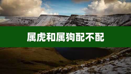 属虎和属狗配不配