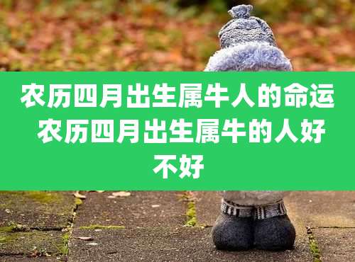 农历四月出生属牛人的命运 农历四月出生属牛的人好不好