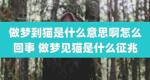 做梦到猫是什么意思啊怎么回事 做梦见猫是什么征兆