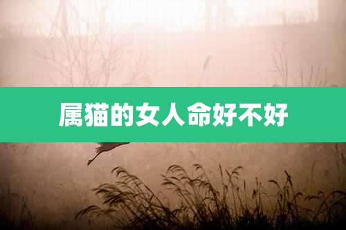 属猫的女人命好不好