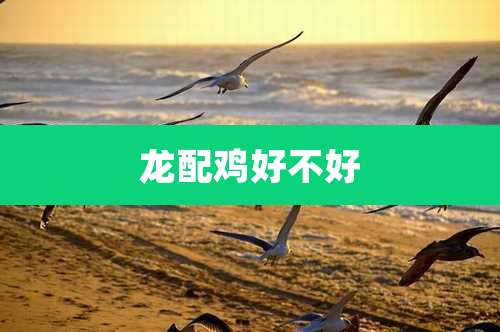 龙配鸡好不好