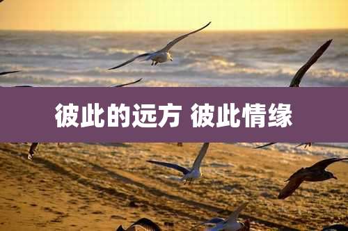 彼此的远方 彼此情缘