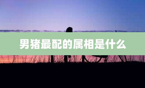 男猪最配的属相是什么