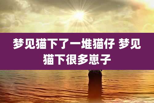 梦见猫下了一堆猫仔 梦见猫下很多崽子