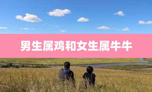 男生属鸡和女生属牛牛