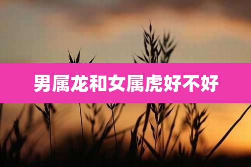 男属龙和女属虎好不好