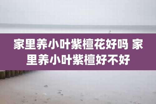 家里养小叶紫檀花好吗 家里养小叶紫檀好不好