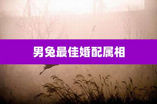 男兔最佳婚配属相