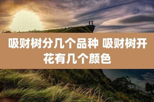 吸财树分几个品种 吸财树开花有几个颜色