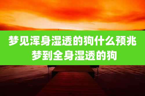 梦见浑身湿透的狗什么预兆 梦到全身湿透的狗