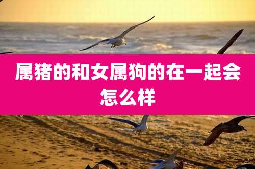 属猪的和女属狗的在一起会怎么样