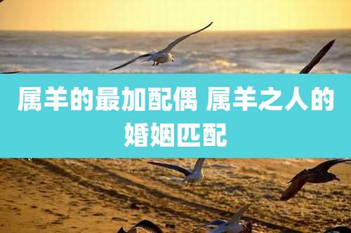 属羊的最加配偶 属羊之人的婚姻匹配