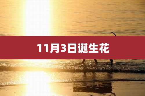 11月3日诞生花
