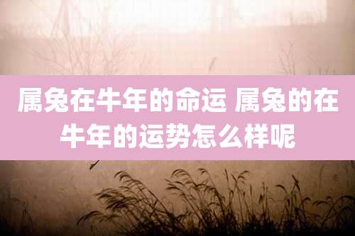 属兔在牛年的命运 属兔的在牛年的运势怎么样呢