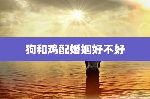 狗和鸡配婚姻好不好