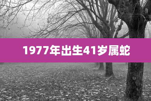 1977年出生41岁属蛇