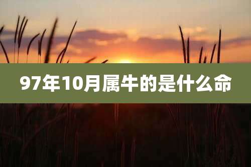 97年10月属牛的是什么命
