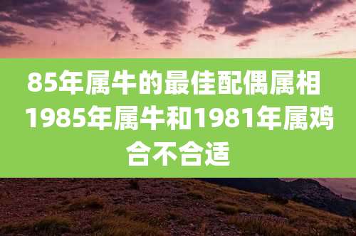 85年属牛的最佳配偶属相 1985年属牛和1981年属鸡合不合适