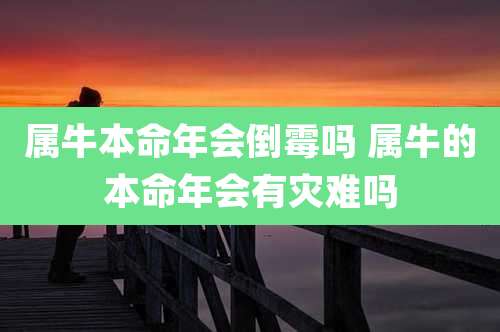 属牛本命年会倒霉吗 属牛的本命年会有灾难吗