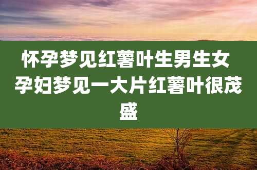 怀孕梦见红薯叶生男生女 孕妇梦见一大片红薯叶很茂盛
