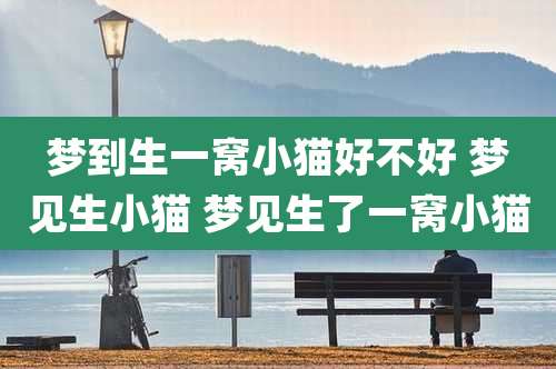 梦到生一窝小猫好不好 梦见生小猫 梦见生了一窝小猫