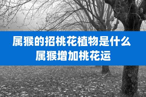 属猴的招桃花植物是什么 属猴增加桃花运