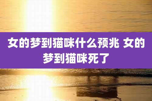 女的梦到猫咪什么预兆 女的梦到猫咪死了