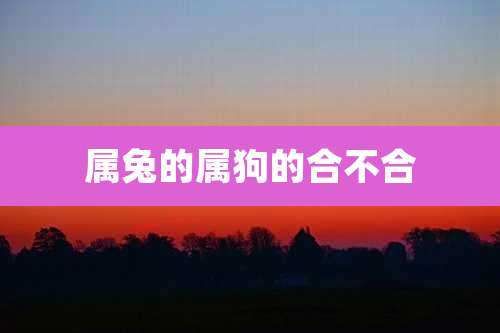 属兔的属狗的合不合