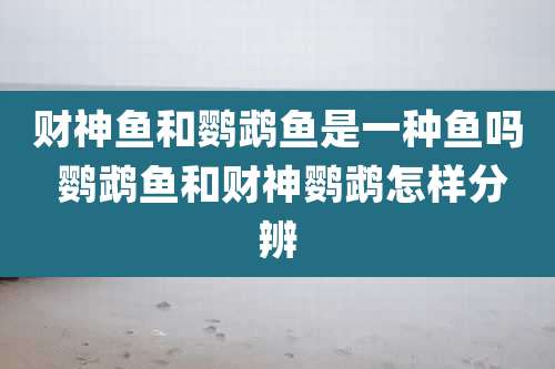 财神鱼和鹦鹉鱼是一种鱼吗 鹦鹉鱼和财神鹦鹉怎样分辨