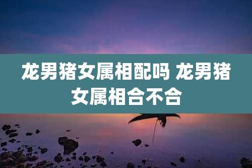 龙男猪女属相配吗 龙男猪女属相合不合