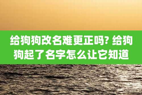 给狗狗改名难更正吗? 给狗狗起了名字怎么让它知道