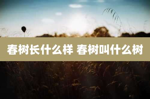 春树长什么样 春树叫什么树