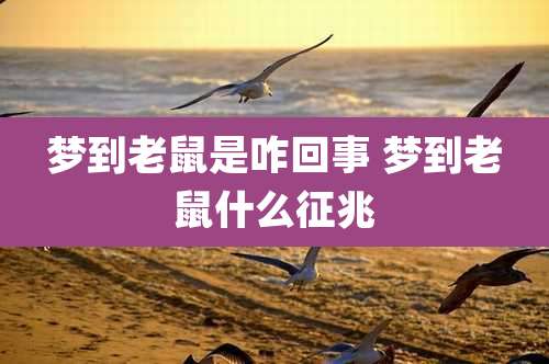 梦到老鼠是咋回事 梦到老鼠什么征兆