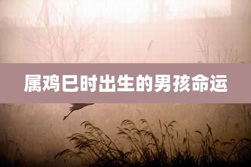 属鸡巳时出生的男孩命运