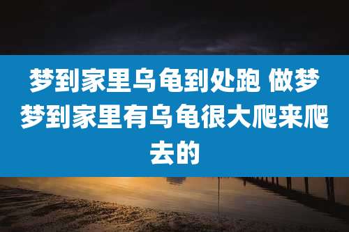 梦到家里乌龟到处跑 做梦梦到家里有乌龟很大爬来爬去的