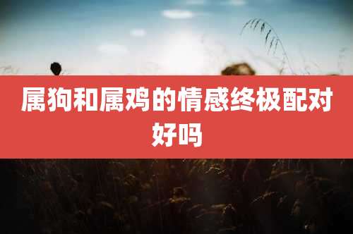 属狗和属鸡的情感终极配对好吗