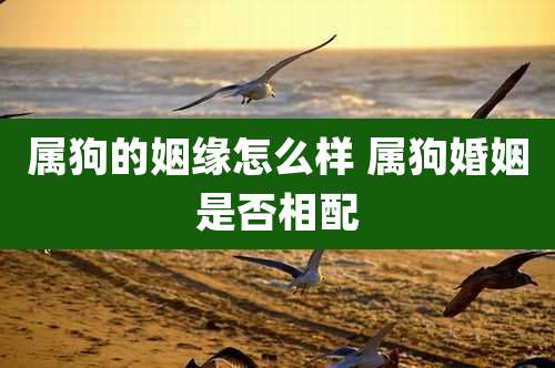 属狗的姻缘怎么样 属狗婚姻是否相配