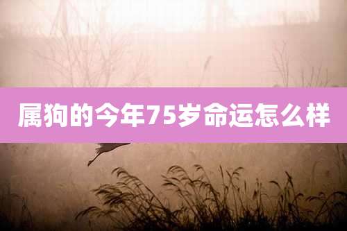 属狗的今年75岁命运怎么样