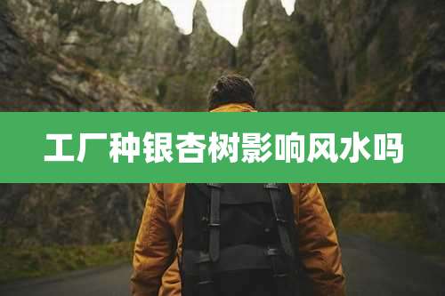 工厂种银杏树影响风水吗