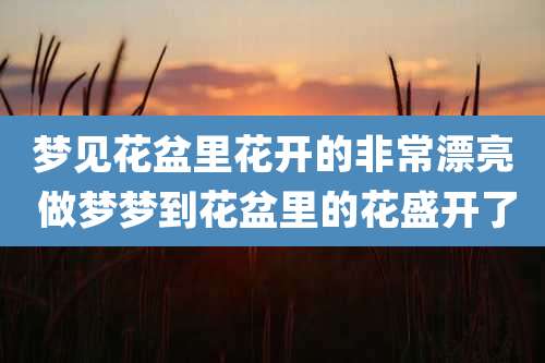 梦见花盆里花开的非常漂亮 做梦梦到花盆里的花盛开了