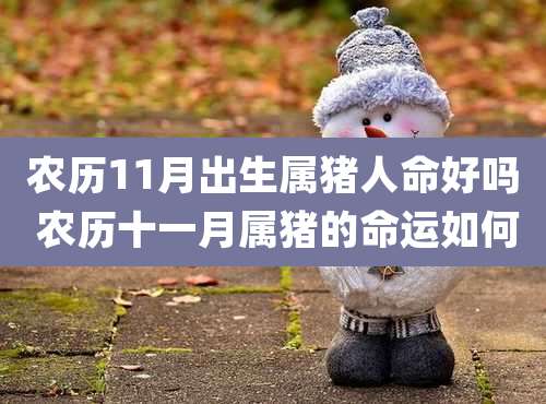 农历11月出生属猪人命好吗 农历十一月属猪的命运如何