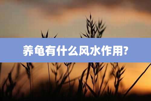 养龟有什么风水作用?