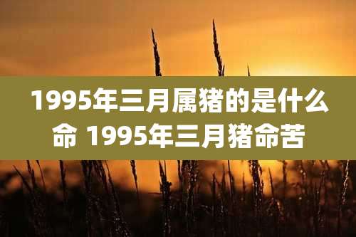 1995年三月属猪的是什么命 1995年三月猪命苦