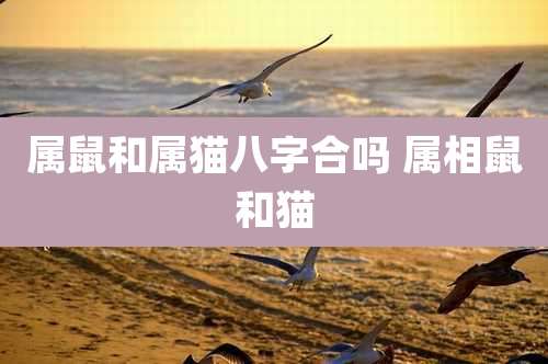 属鼠和属猫八字合吗 属相鼠和猫