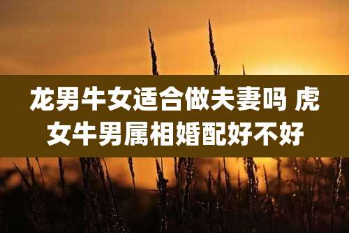 龙男牛女适合做夫妻吗 虎女牛男属相婚配好不好