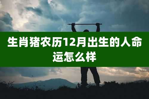 生肖猪农历12月出生的人命运怎么样