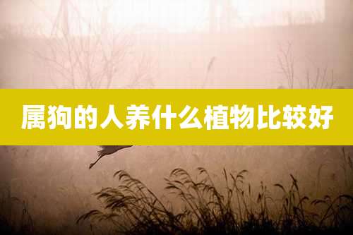 属狗的人养什么植物比较好