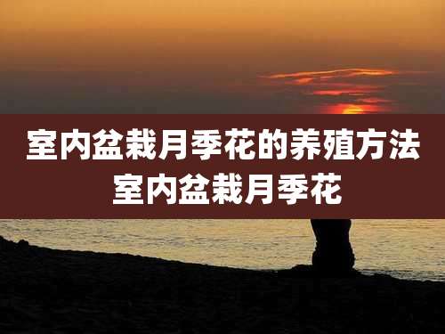 室内盆栽月季花的养殖方法 室内盆栽月季花