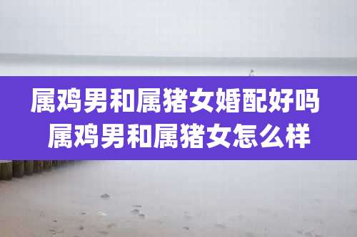 属鸡男和属猪女婚配好吗 属鸡男和属猪女怎么样
